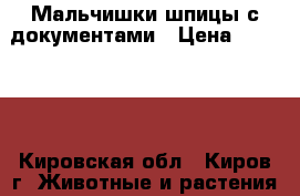 Мальчишки-шпицы с документами › Цена ­ 27 000 - Кировская обл., Киров г. Животные и растения » Собаки   